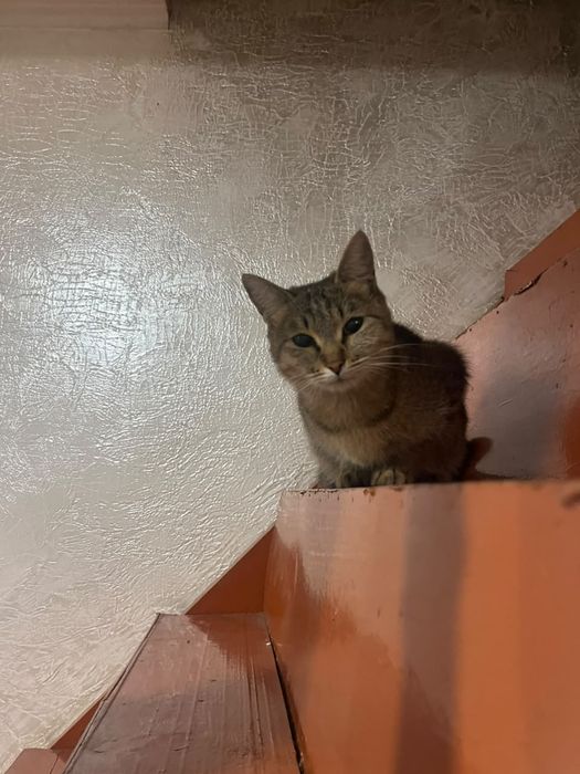 Пропала кошка в Узыныгаше