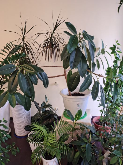 Продам Бенджамина,фикус