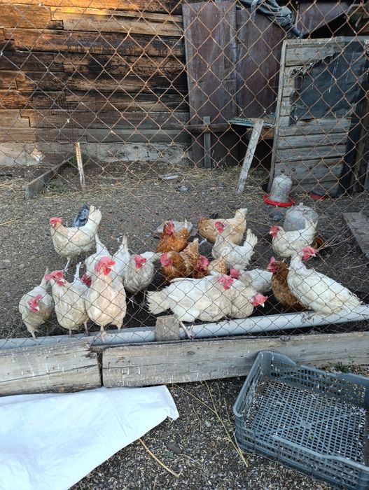 Продам курей несушек