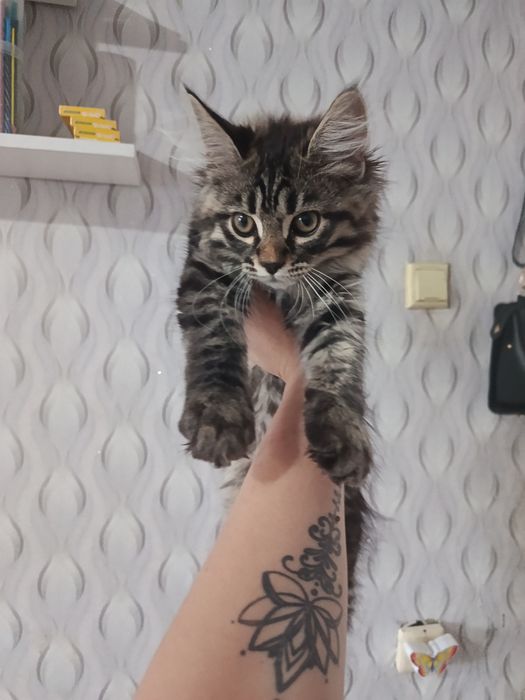 Продам милейших котят