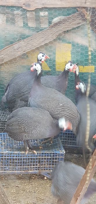 Pasari Bibilica de vanzare