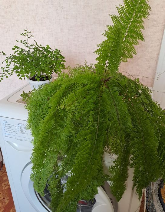 Продам комнатные растения