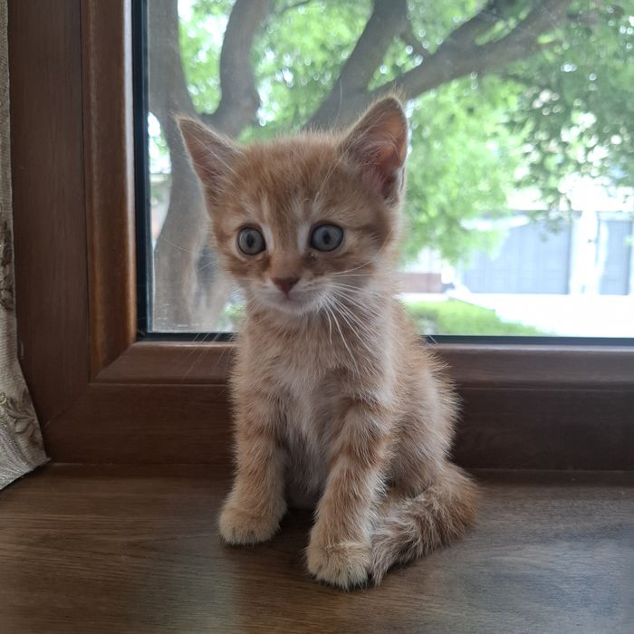 Mushukcha 1.5 oylik  uy mushugi