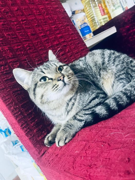 Тегін мысық өте сүйкімді