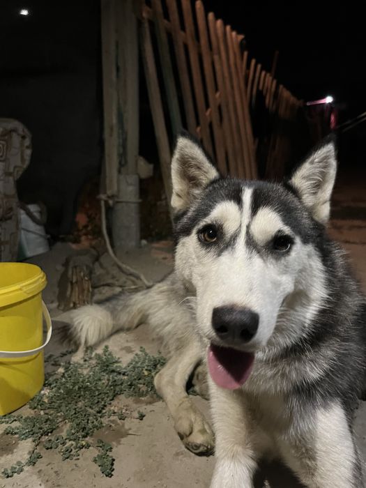 Сиберский хаски