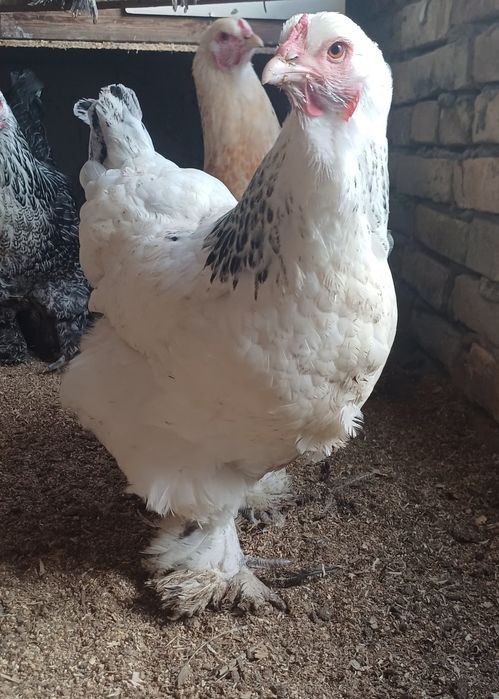 Сатылымда "Брама"