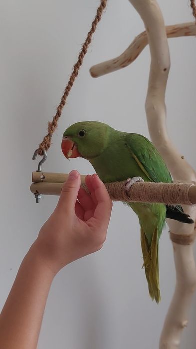 Pui papagal Micul Alexandru (alexander) crescut la mana
