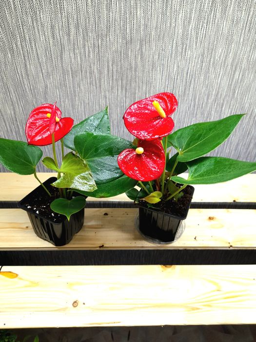 Продам Антуриум Саксес ред