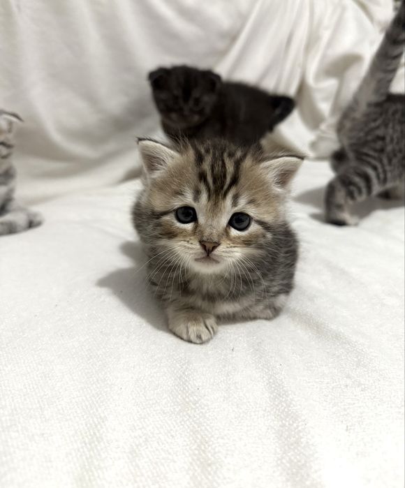 Вислоухие котята