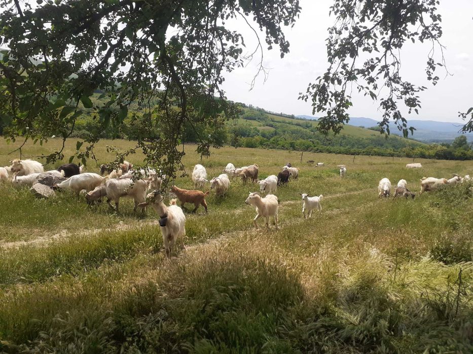 capre de vanzare
