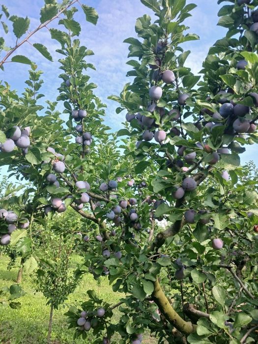 Vând prune de țuică bine coapte, dulci și aromate