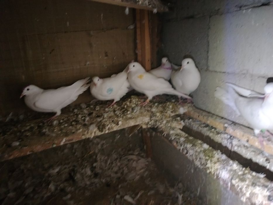 Иран кептерлер  сатылады