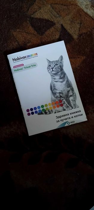 Обява за продан на малко британско коте!