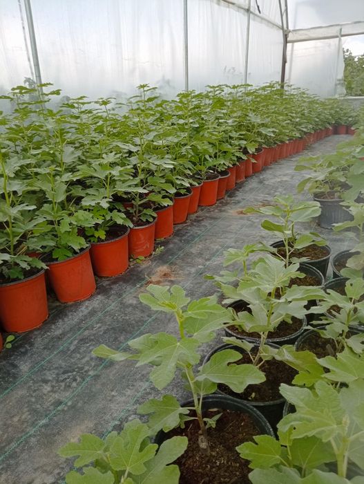 Smochini la ghiveci diferite soiuri