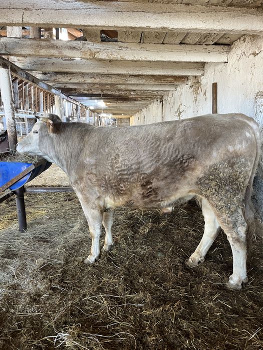 Продам быка на мясо три года