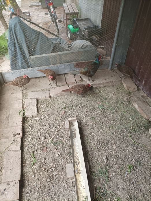 Fazani tenebros și comuni