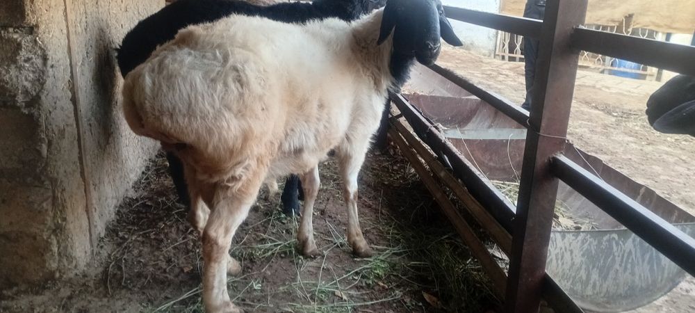 Кучкорлар сотилади