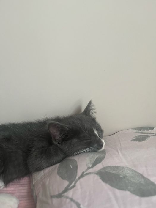 Отдам кота в хорошие руки