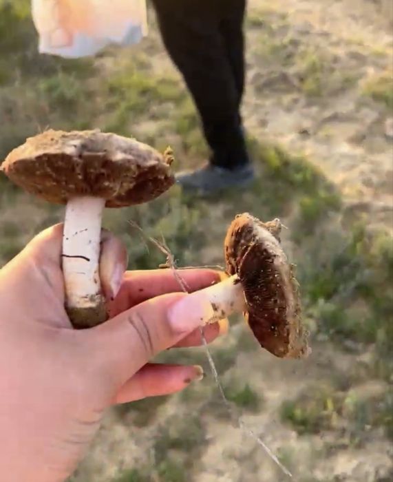 Свежи саңырауқұлақ