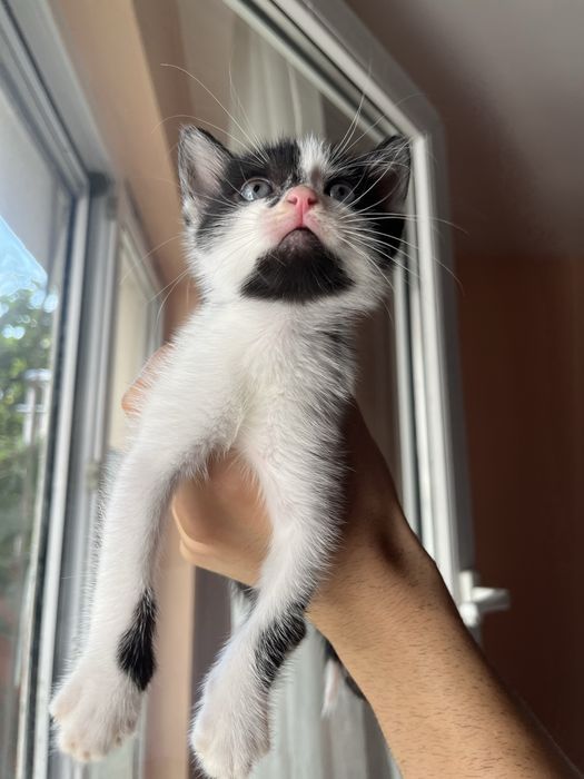 СПЕШНО! Коте търси дом
