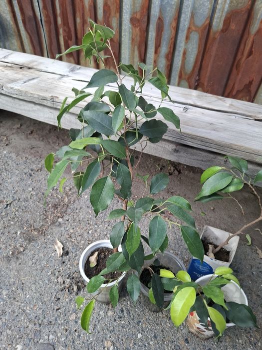 Продам красивый фикус