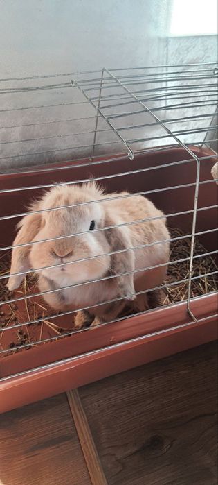 Подарявам зайче!