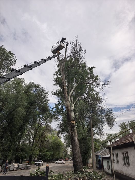 Спил деревьев Алматы