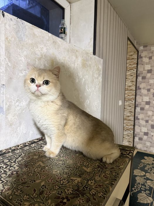 Вязка! Не продается. Мальчик 2 года