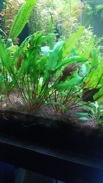 Криптокарины Вендта и Парва (очень низкая и маленькая из Криптокарин)