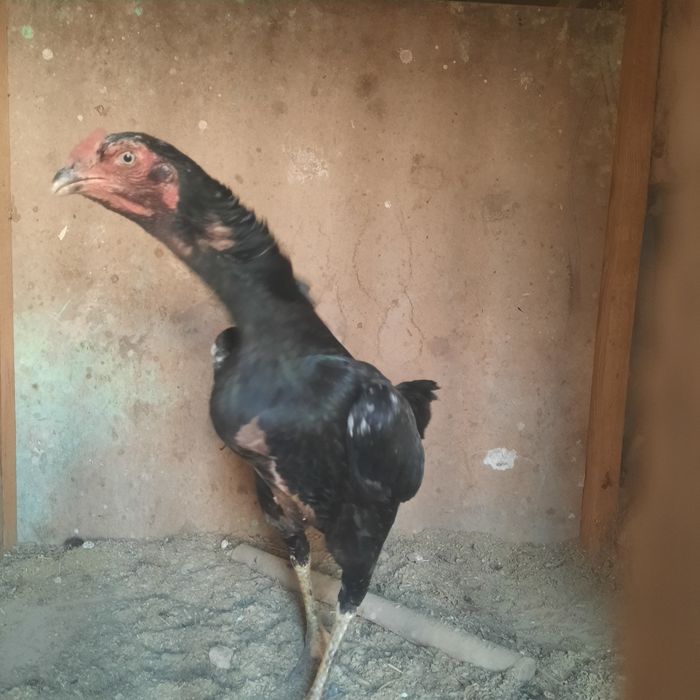 Боицовый таза дакан тауық