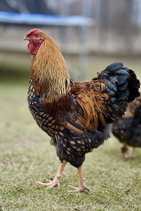 Oua pentru incubat wyandotte gsg ,splash,rosu albastru