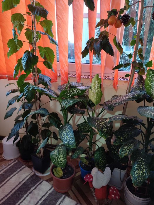 Plante apartament sau birou -- celeai mici preturi !!!