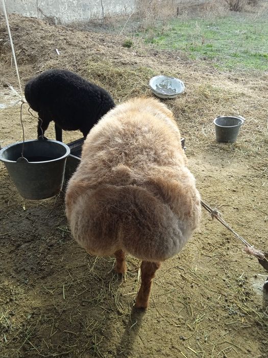 Зотдор бара кучкор Арашан