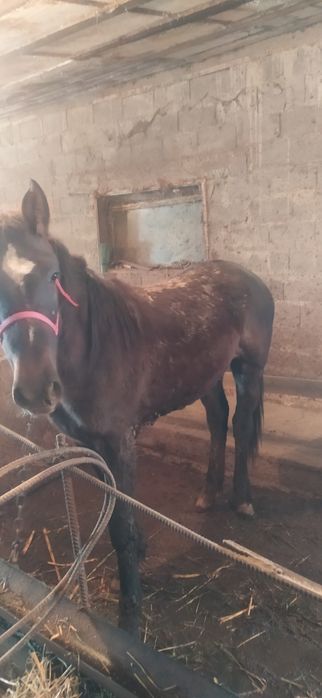 Продам коня жеребчик 1.9 возраст стоит на аткорме давно