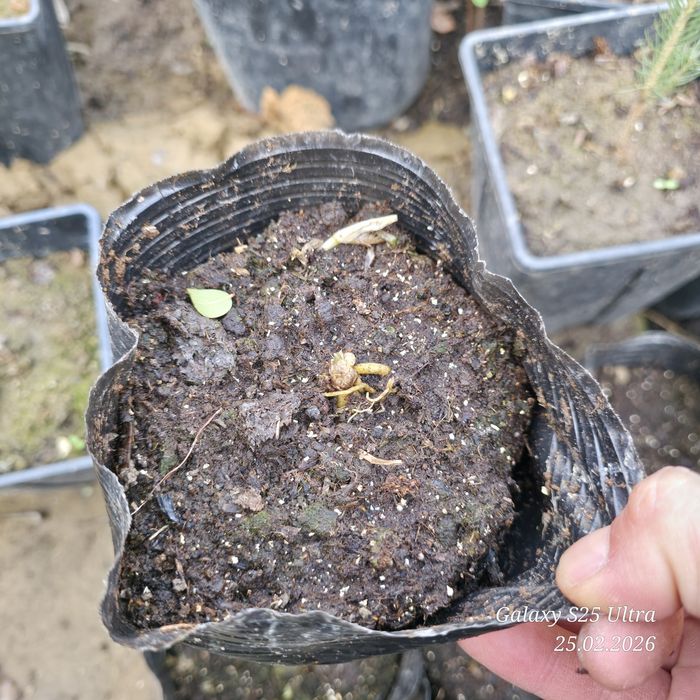 Хоста гуллар тувакларда сотувда