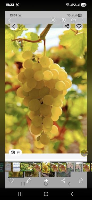 Vand struguri de vin 2026