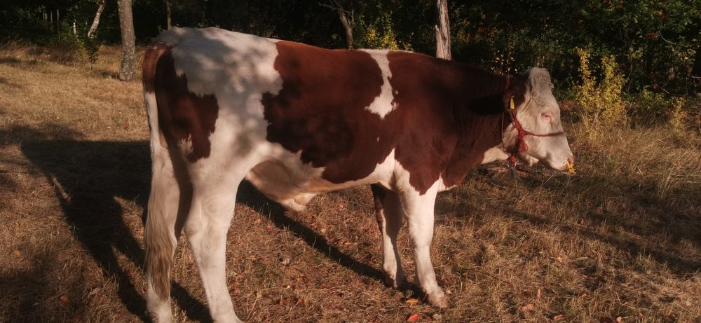 Vând vaci, viței și taur