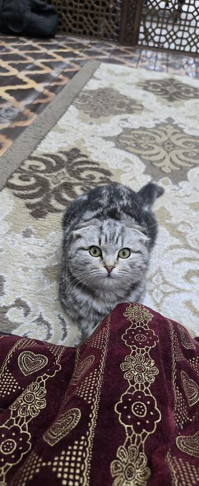 Первая Кошка вислоухая а вторая на половину