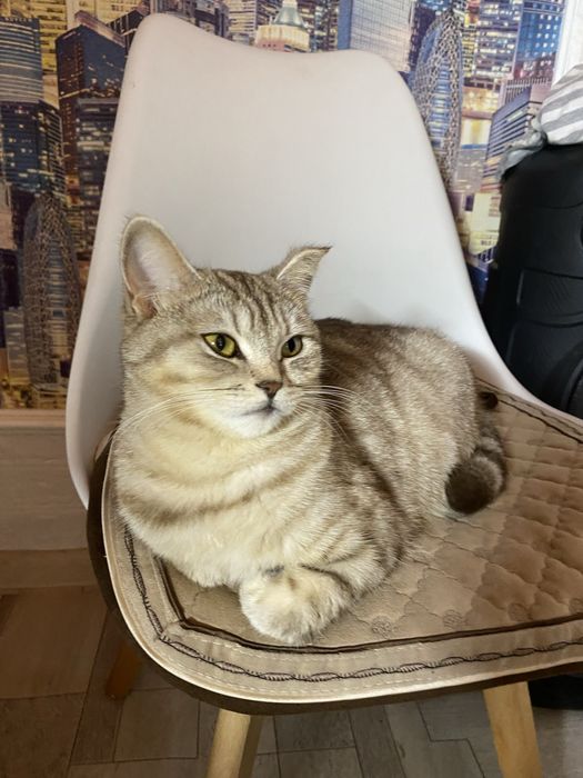 Отдам кошку в добрые руки