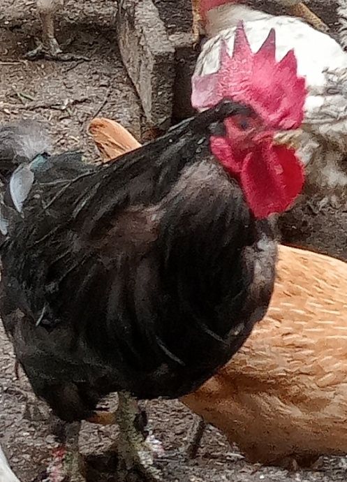 Инкубационное яйцо 180 тенге .