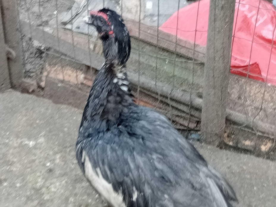 Vând cocoș de casa cu 70 de lei