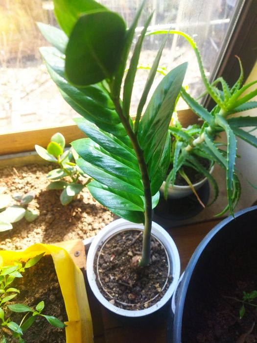 Денежное дерево толстянка