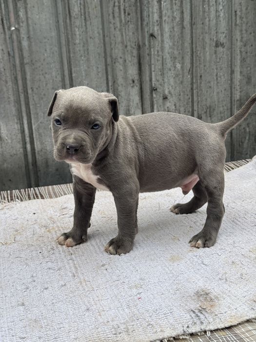 Mascul amstaff blue rasa pura