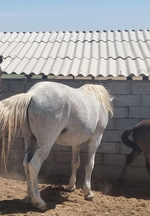 Айғыр бар жуас үйірге жақсы