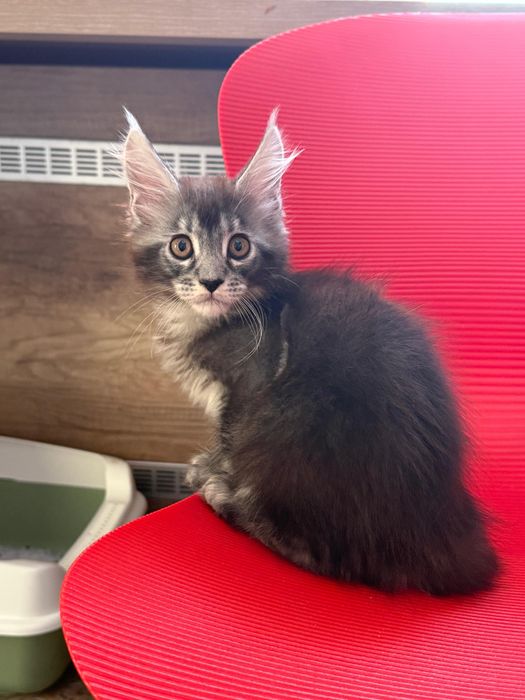 Мейнкуны котята 2месяца
