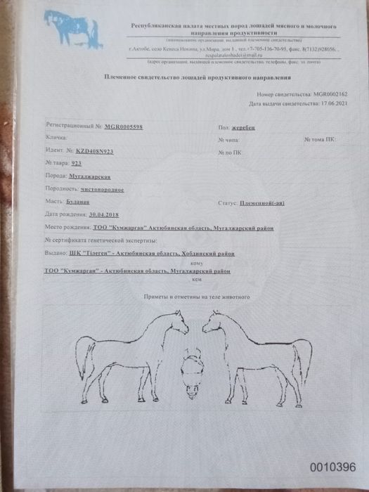 Мұғалжар айғыры сатылады.