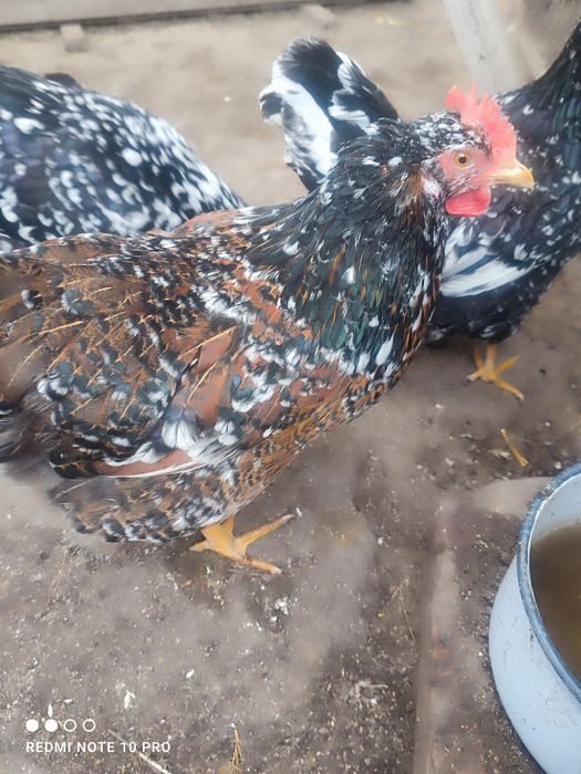 Оплодени/разплодни яйца от Шведска цветна  кокошка