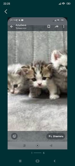 Шотландцы 1,5месяц .Приучены.