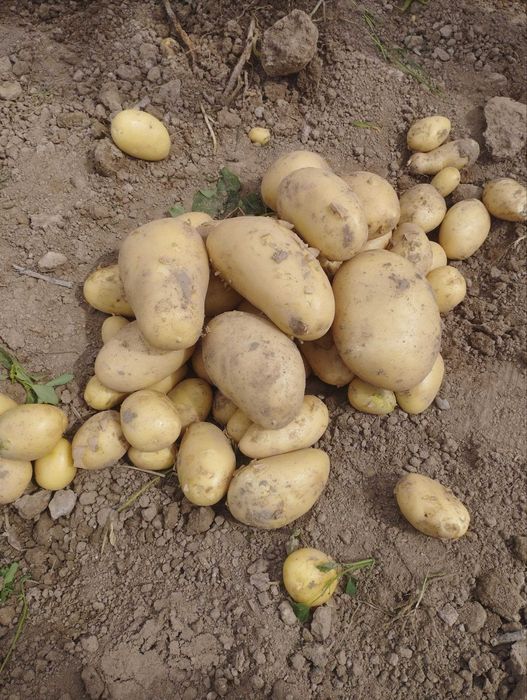 янги картошка айтилган манзилга етказиб берилади