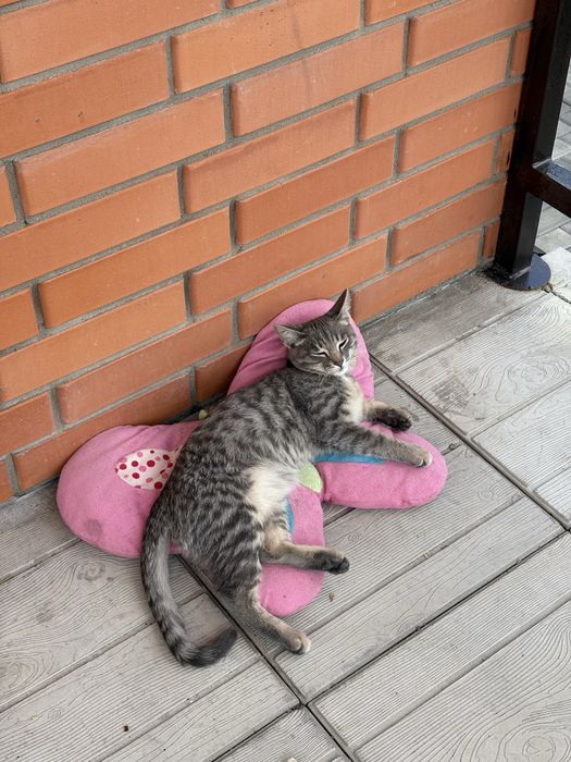 Потерялся кот! Помогите пожалуйста!